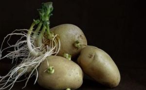 Картошка не прорастёт даже в самом сыром погребе: кладу 1 веточку в ящик — ни единого ростка до самой весны