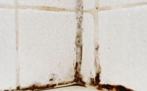 Забыли про плесень в ванной навсегда: 5 минут — и чёрный налёт сползает даже в самых сырых углах