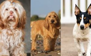 Америка официально признала три новые породы собак. Одна из них выведена в России и никогда не бывает белой