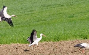 Семейные тайны пернатых соседей. Спецрепортаж о приходе немецкой весны