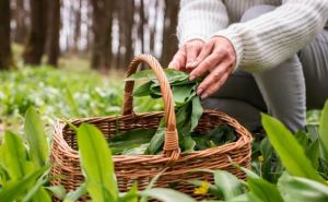 Весна пришла и в Германии начинается сезон черемши. Особенности и опасности этого сезона