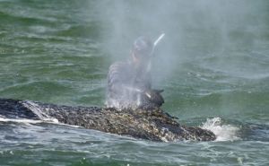 Спасенный кит опять сел на мель: Собираются&nbsp;ли его спасать