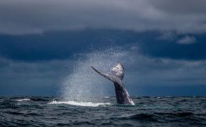 Обречен на смерть в акватории Германии