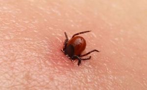 Германии предупреждают о начале сезона клещей. Карта опасных регионов