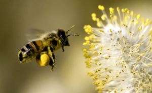Сезон цветения, сезон пыльцы и сезон аллергии в Германии