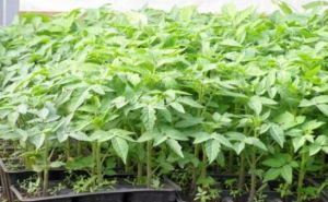 Приди и возьми. Бесплатная радость для любителей растений в Берлине