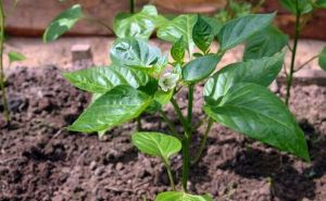 Начало дачного сезона: Посадка перца в открытый грунт&nbsp;&mdash; практика, полезные советы