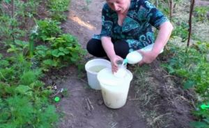 Бабушка опрыскивает молоком каждый год рассаду. Соседи по даче сначала смеялись, а теперь делают также