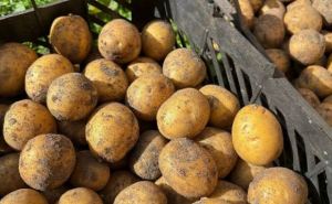 Сохраняем картофель до весны: секреты правильного хранения без потерь