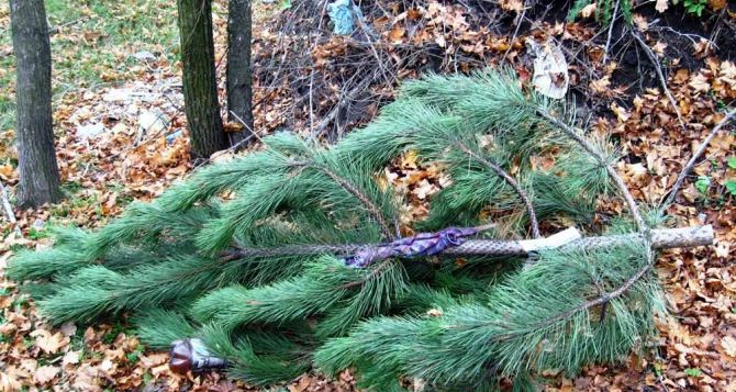 Заготовщика новогодних елок поймали на Луганщине фото