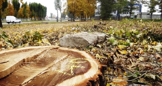 Незаконная вырубка деревьев в квартале Якира в Луганске. Кто будет наказан?
