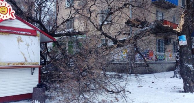 В Луганске на Блинок упало дерево фото