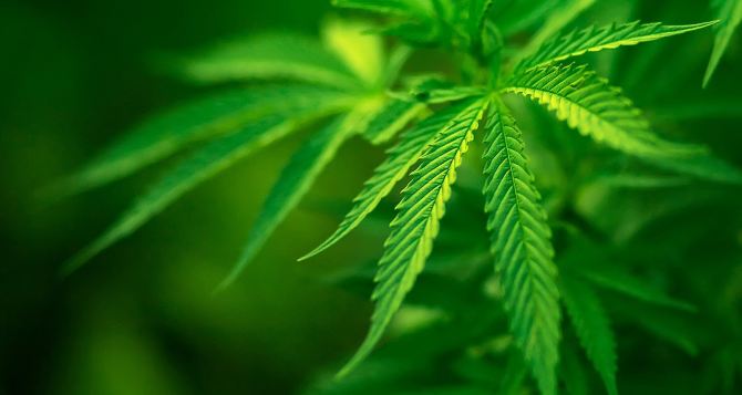 В Луганской области летняя пенсионерка торговала наркотиками