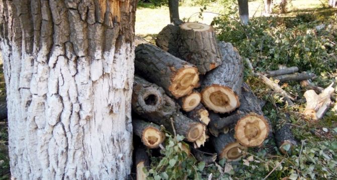 Гендиректор «ЛЭО» пообещал убрать все спиленные деревья