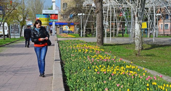 На клумбах Луганска расцвели тюльпаны (фото)