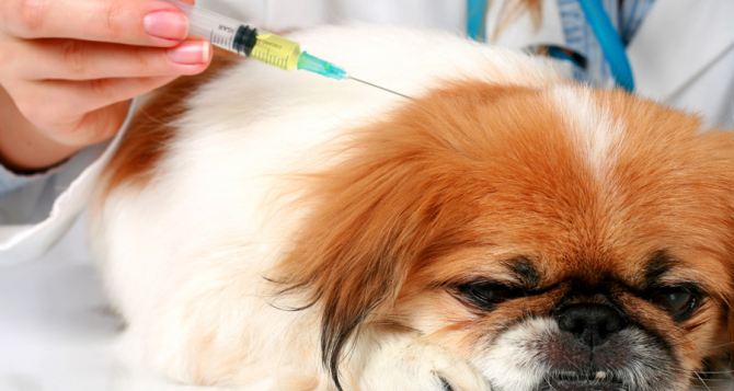 В Луганске будут бесплатно прививать кошек и собак от бешенства (адреса пунктов вакцинации)