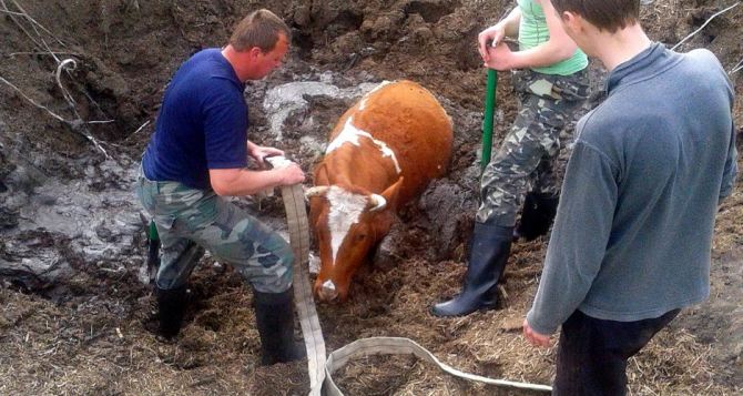 На Луганщине спасатели вытащили корову из болота