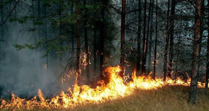 На выходных в Луганской области горел лес