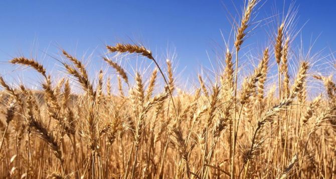 Аграрии востока Украины предложили создать коридор для вывоза урожая