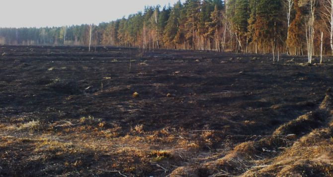 В Луганской области в результате артиллерийского и минометного обстрела сожжены поля