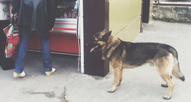 Хатико по-лугански: на улицах города домашние животные ищут хозяев (фото)