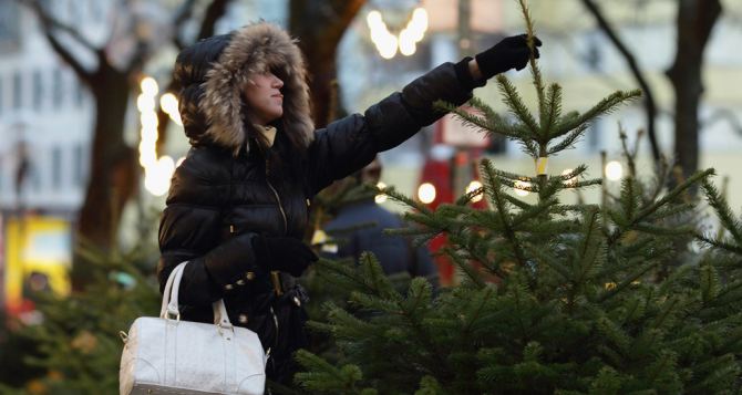 Где в Луганске можно купить новогоднюю елку? (адреса)
