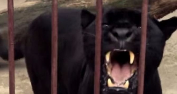 В Харьковской области на женщину напал ягуар из частного зоопарка