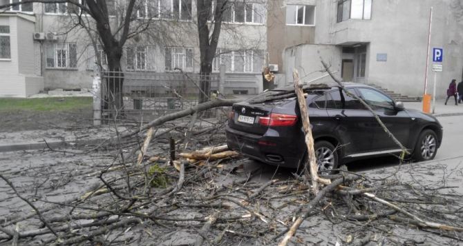 В Харькове сильный ветер повалил деревья и повредил машины горожан