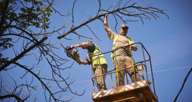 В Харькове среди бела дня избили рабочих «Зеленстроя», которые спиливали аварийные деревья