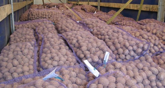 В Луганской области раздали посадочного картофеля на полмиллиона гривен