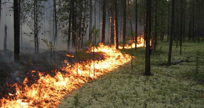 В Луганской области бьют тревогу: зафиксированы лесные пожары