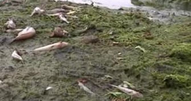 На Днепропетровщине берега Самары и Кильчени усеяны мертвой рыбой