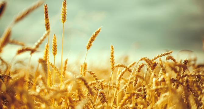 Аграрии самопровозглашенной ЛНР планируют в этом году собрать около 100 тыс. тонн пшеницы