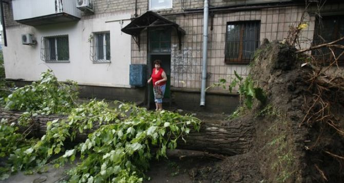 Сильный ураган вырвал с корнями деревья в центре Луганска (видео)