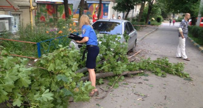 В Харькове на маму с двухнедельным малышом упало дерево