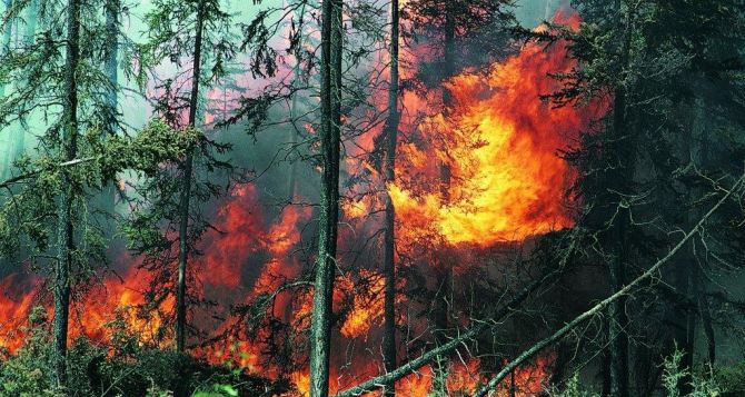 В Станично-Луганском районе в результате обстрела загорелось 15 га соснового леса