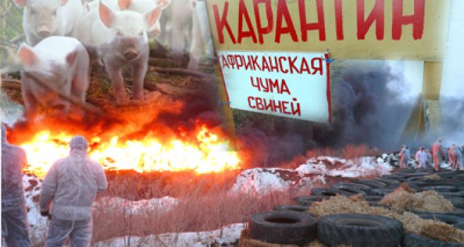 В двух областях Украины у свиней обнаружили африканскую чуму