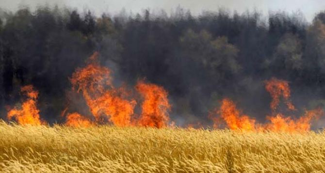 В Харьковской области сожгли поле с пшеницей, принадлежащее депутату областного совета