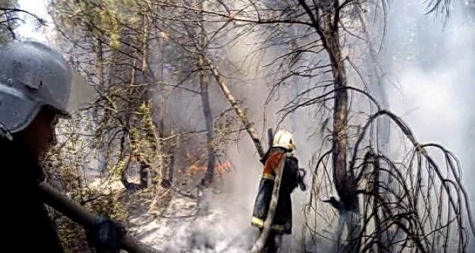 Пожар уничтожил 9 га смешанного леса в Ивановском лесничестве на территории ЛНР (фото)