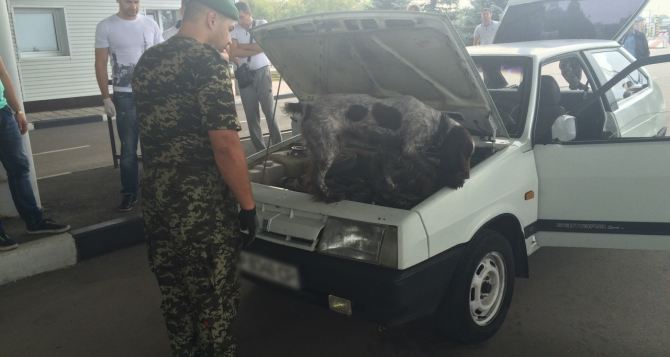 В Харьковской области собака помогла пограничникам обнаружить почти 12 кг марихуаны (фото)