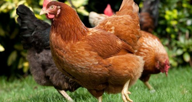 Поголовье птицы на сельхозпредприятиях ЛНР за 8 месяцев увеличилось вдвое