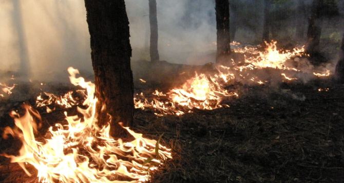 В Харькове и области полыхают пожары
