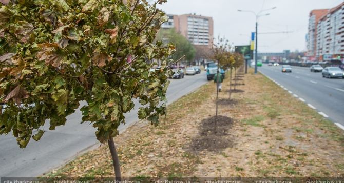 В Харькове высадят более тысячи деревьев (фото)