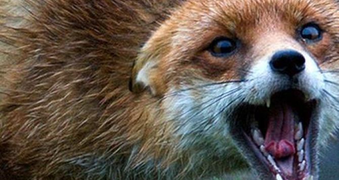 В Харьковской области бешеная лисица укусила местного жителя