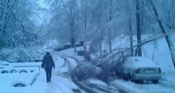 В Харькове снегопад «наломал» дров (фото)