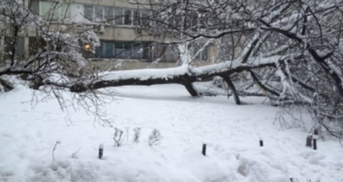 Городские власти просят харьковчан сообщить об упавших деревьях