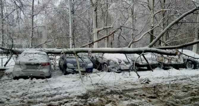 В Харькове снегопад повалил более двух тысяч деревьев