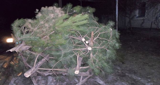 В Луганской области задержали группу лиц, которые незаконно вырубали елки (фото)