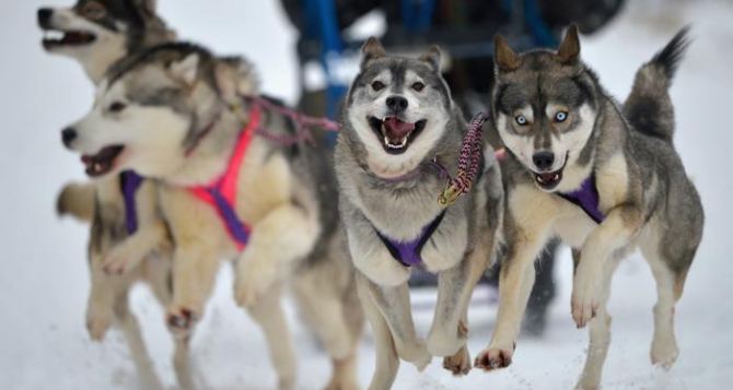 В Харькове пройдут гонки лыжников и собачьих упряжек