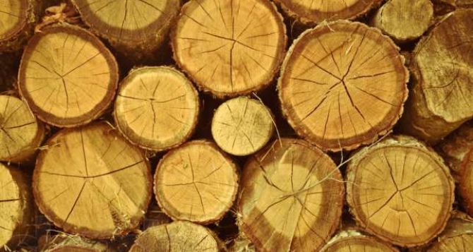 Жителей Луганска просят не заниматься вырубкой деревьев